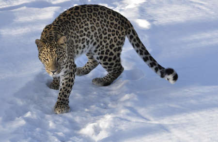 A beautiful persian leopard in winterの写真素材