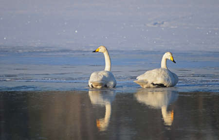 Whopper swan with reflection in water at sunrise