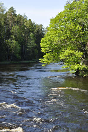 Swedish river and natural salmon area in spring