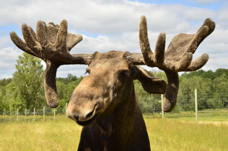 Moose in natural areaの写真素材