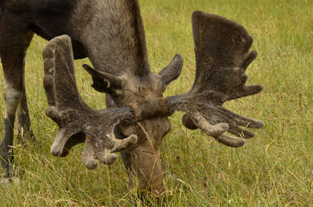 Moose in natural areaの写真素材