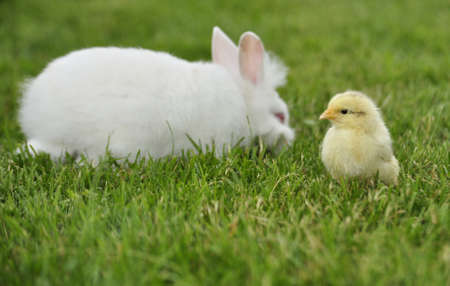 Portrait of yellow chicken and a rabbitの写真素材