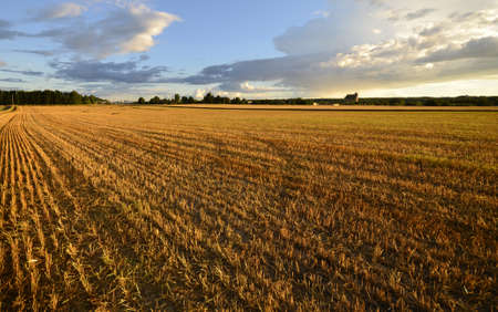 Agricultural landscape after the harvest at sunsetの写真素材
