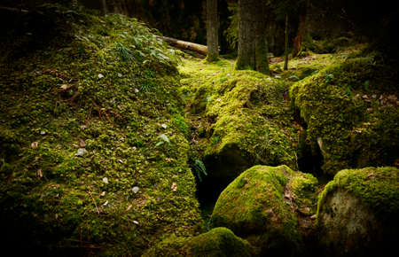 Grunge forest background  Textured conceptual imageの写真素材