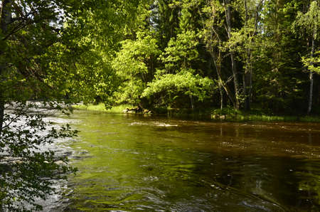 Flowing river in spring surrounded by green treesの写真素材