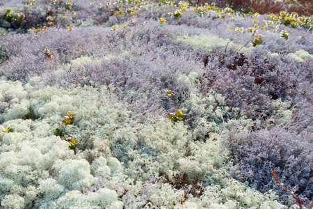 Background image of lichen and mossの写真素材