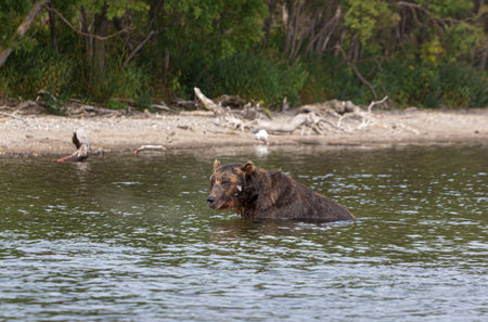 Kamchatka, shooting bears on the Kuril lakeの写真素材