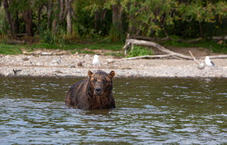 Kamchatka, shooting bears on the Kuril lakeの写真素材