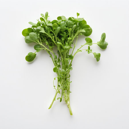 Fresh Arugula Microgreens Bunch Isolated on White Backgroundの素材