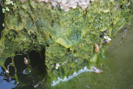 Green algae with snail attachedの写真素材