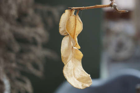 Brown dead leaf waiting to fallの写真素材
