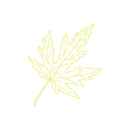 Outlined autumn leaf with colored contour isolated object for seasonal design, simple fall ornament collection in hand drawn doodle style card, invitations, Thanksgivingのイラスト素材