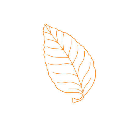 Outlined autumn leaf with colored contour isolated object for seasonal design, simple fall ornament collection in hand drawn doodle style card, invitations, Thanksgivingのイラスト素材