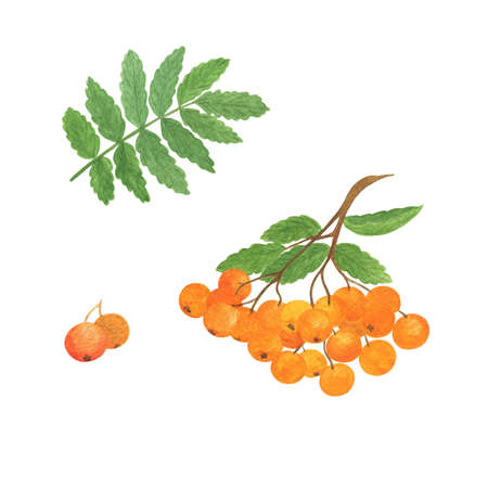 Mountain ash tree berries, leaves and branches set watercolor seasonal autumnal fall illustration, thanksgiving designの写真素材