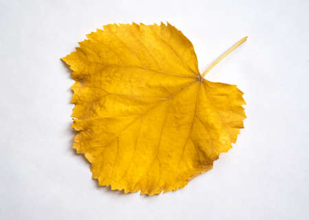 Bright yellow autumn tree leaf isolated on the white backgroundの写真素材