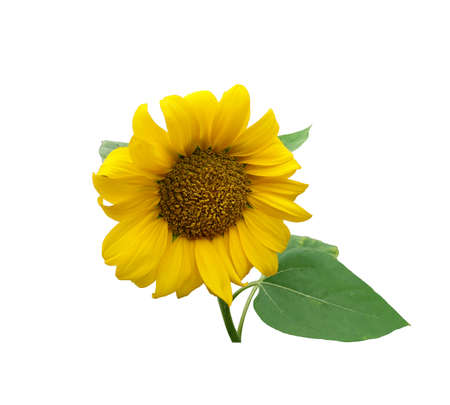 Yellow cutout sunflower with leaves and stem, isolated bright object on the white background for decor, harvest time design, invitations, soft focusの写真素材