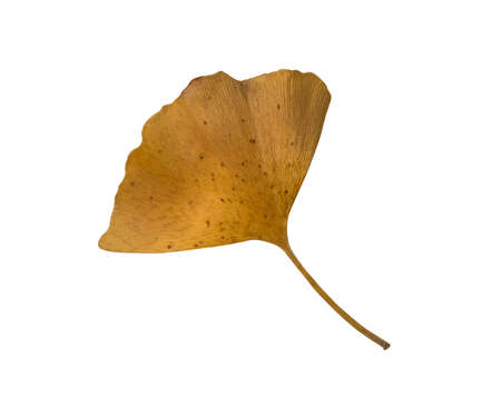 Green and yellow fresh ginkgo leaf isolated, medicinal organic plant close-up,   cutout object, eco-friendly environment conceptの写真素材