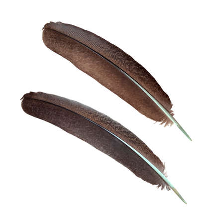 Bird feather, peacock wing detail, isolated object, clipping pathの写真素材