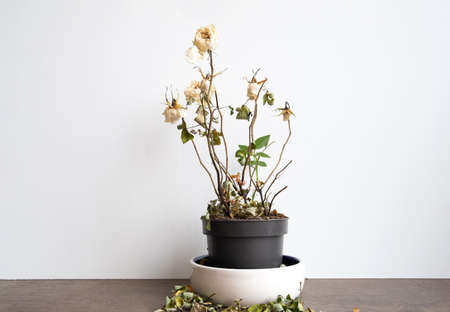 Dry old dead rose flower, decorative withered homeplant in a flower pot, indoor flower close-up...