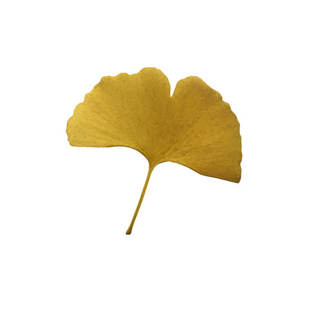 Yellow fresh ginkgo leaf isolated, medicinal organic plant close-up, clipping path cutout object, eco-friendly environment conceptの写真素材