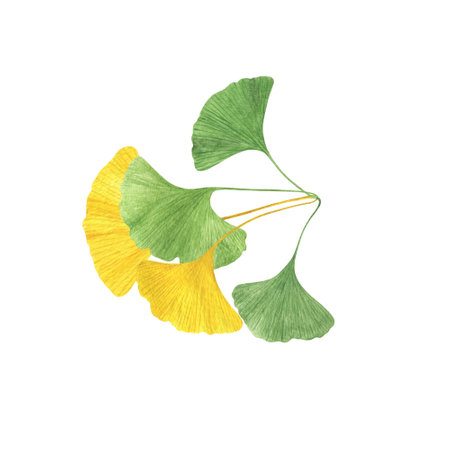 Ginkgo biloba ancient tree fan-shaped leaves branch watercolor illustration, maidenhair tree leaf healthy eco-friendly floral concept, organic plant for medicine, beauty, decorの写真素材