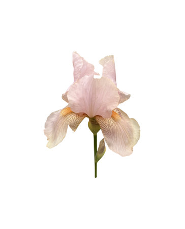 Iris germanica tender light pink beige garden flower with bud and stem selective focus close-up,...