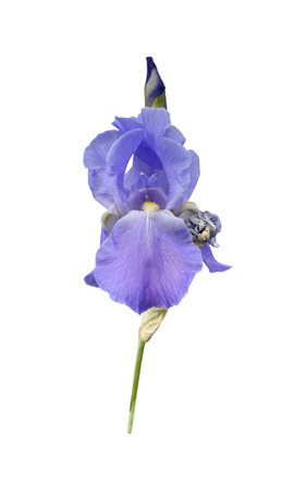 Iris germanica tender bright light violet garden flower with bud and stem selective focus close-up, cutout with clipping path object, floral design element, clipart for card, invitation, holiday decorの写真素材