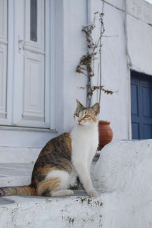 Mykonian catの写真素材