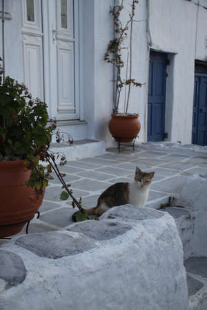 Village curiosityの写真素材