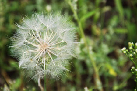 White blowball