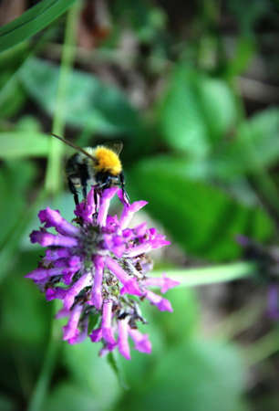 Honey bee and a flower