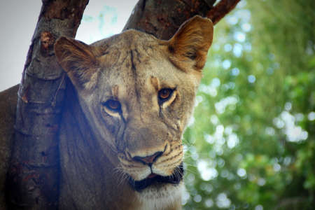 Muzzle of friend who is also a lioness