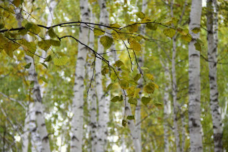 yellow forestの写真素材