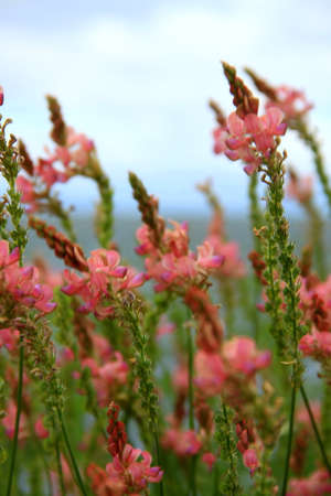 pink summerの写真素材