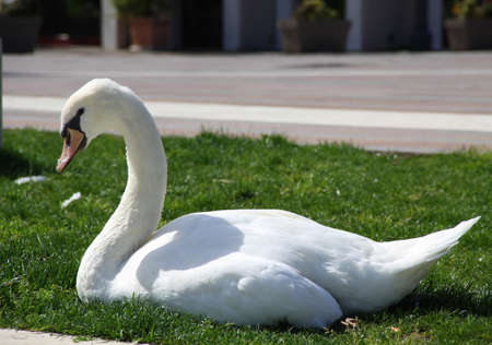 white swanの写真素材