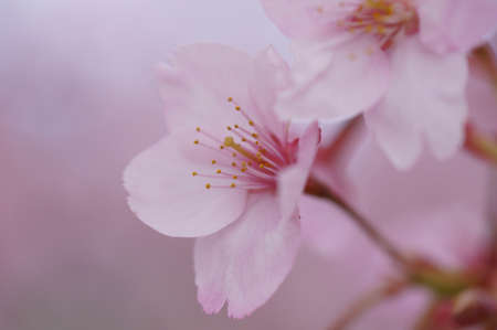 someiyoshinoの写真素材
