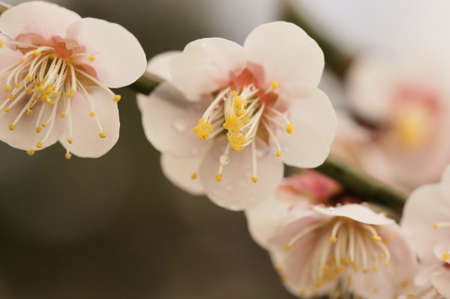 blossom of japanese plum