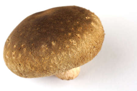 Japanese mushroom                     の写真素材