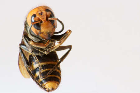 Japanese giant hornet, killer bee                 の写真素材