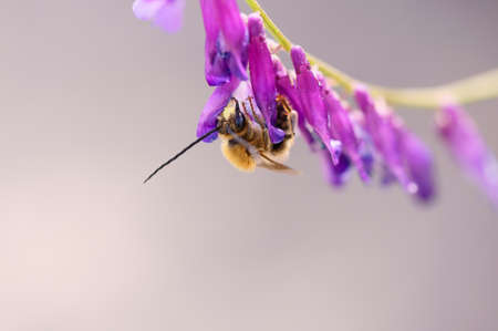 Eucera spurcatipe on the flower of Vicia cracca                      の写真素材