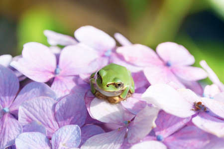 a green frog on the flower of hydrangea               の写真素材