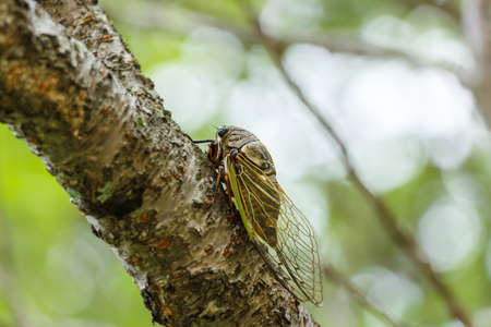 Cryptotympana facialis = Kumazemi is  an endemic species to Japanの写真素材