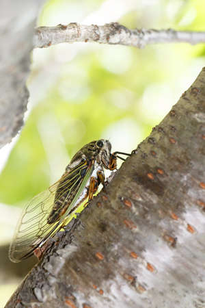 Cryptotympana facialis = Kumazemi is  an endemic species to Japan