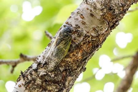 Cryptotympana facialisの写真素材