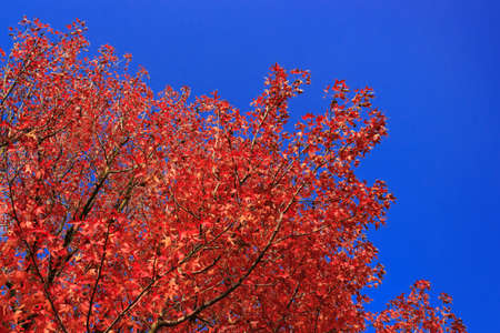 Red Formosa Sweetgum 