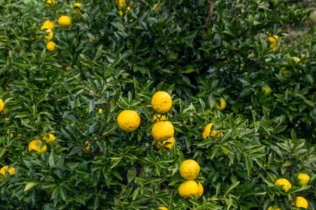 Yuzu on the treeの写真素材