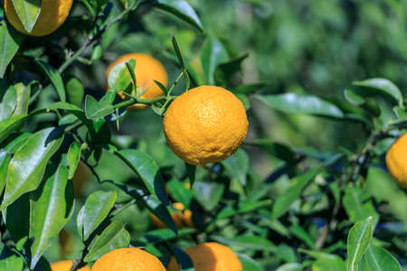 Yuzu: Citrus junos is a kind of Japanese citrus