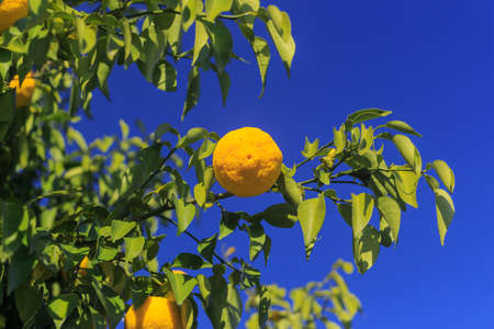 Yuzu: Citrus junos is a kind of Japanese citrusの写真素材