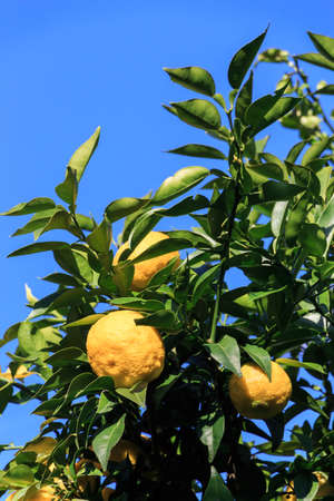 Yuzu: Citrus junos is a kind of Japanese citrusの写真素材