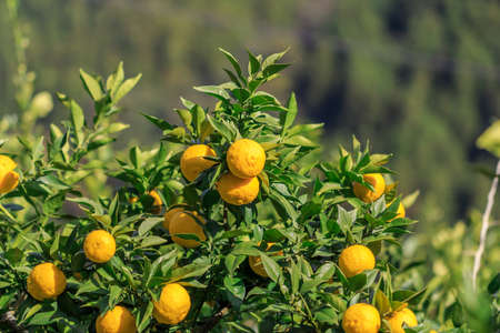 Yuzu: Citrus junos is a kind of Japanese citrusの写真素材